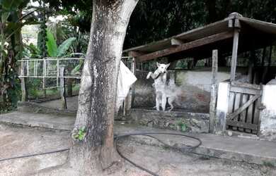 Imagem 4: Chácara Chácara com venda por R$550.000