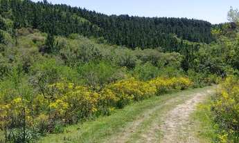 Imagem 5: 51 hectares de campo sem benfeitorias