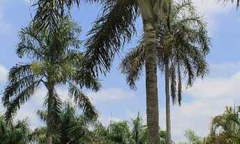 Imagem 5: Chácara a Venda - Icarai / ótima localização