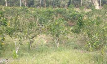 Imagem: Sitio Viana 6 hequitares