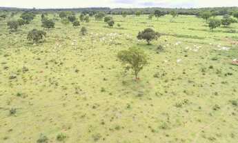 Imagem 7: Fazenda de 100 hectares em Terenos - MS
