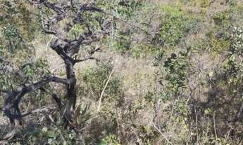 Imagem 3: Oportunidade vendo excelentes chacara com 3.4 hectares bem localizada