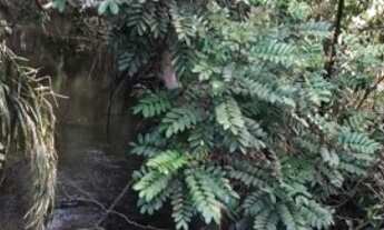 Imagem 2: Fazenda 2.350 ALQ, Paranã - TO