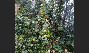 Imagem 3: Vendo grande terreno em Saquarema
