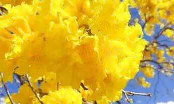 Imagem 2: Chácara Chácara com venda por R$170.000