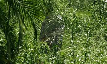 Imagem 5: Vendo Terrenos de 20.000m2 em Condomínio Fechado Rural em Lagoa Santa