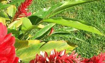 Imagem 6: Alugo casa de alto padrão em condomínio fechado, em Luís Eduardo Magalhães - BA