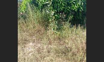 Imagem 6: Chácara para venda no Incra 9 - DF Boa Esperança