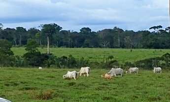 Imagem 2: Fazenda 400 alqueires Guajará
