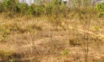 Imagem 7: Fazenda 2.350 ALQ, Paranã - TO