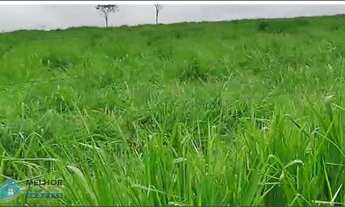 Imagem 3: Fazenda 549 Alqueires Região de Pimenta Bueno