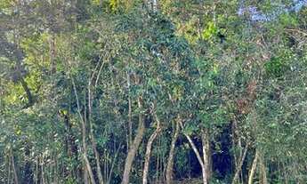 Imagem 7: Terreno em Boracéia