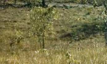 Imagem 6: Fazenda 930 Alq. (4.500 Há). Taipas do Tocantins. (Terra Bruta