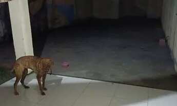 Imagem 7: Vende-se casa em Pedras