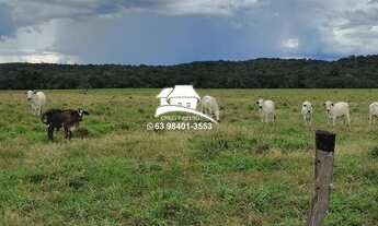 Imagem 5: Fazenda para Venda em Pedro Afonso, Região altamente produtiva