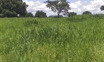 Imagem 3: Fazenda de 830 Hectares, Toda Plana, Solo Argiloso, Margeando 2,5 km Rio São Francisco - J