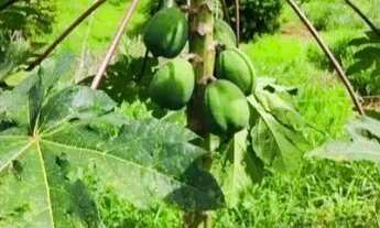 Imagem 7: Venda-se esta chácara de medindo 20x50 totalizando 1.000 M² no Município de Atílio Vivacqu