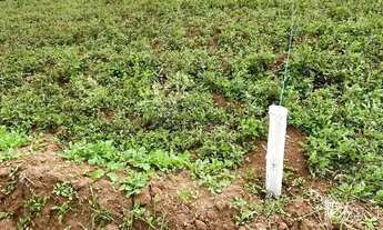 Imagem 7: Terrenos amplos e cheios de natureza!