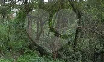 Imagem 2: Terreno à venda em Barreirinha - PR