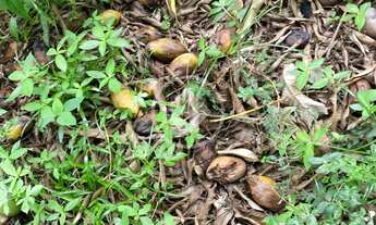 Imagem 4: TERRENO COMERCIAL DE 1.183 M² COM EXCELENTE LOCALIZAÇÃO - GOIABEIRAS - CUIABÁ -MT PRÓXIMA