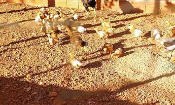 Imagem 6: Sítio - Chácara Próx. de Montes Claros 1 Hectare