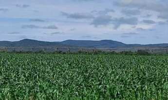 Imagem 7: Fazenda em Paracatu-MG, 2.200 hectares