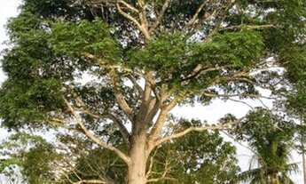 Imagem 2: 618 Alq. (2.990 Há). Pacajá - PA. ( Pecuária - Documentação Ok