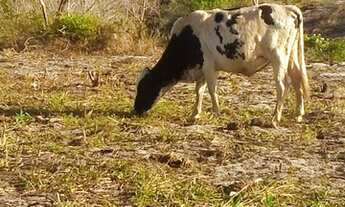 Imagem 11: FAZENDA RURAL em SANTA CRUZ CABRÁLIA - BA, R. Estr. Velha