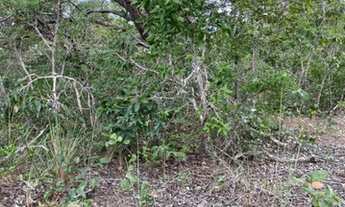 Imagem 2: OPORTUNIDADE DE INVESTIMENTO, FAZENDA DUPLA APTIDÃO X PECUARIA, ÁREA TOTAL 2100 HECTARES