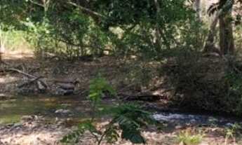 Imagem 9: Fazenda 2.350 ALQ, Paranã - TO