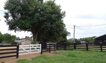 Imagem: Fazenda 200 alqueires Seringueiras