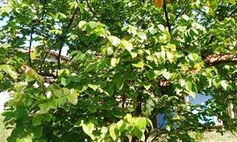 Imagem 5: Vendo chácara 2 km BR 497 R$ 355.000,00