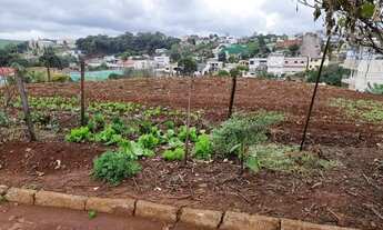 Imagem 3: Terreno para venda possui 550² Ronda Alta - RS