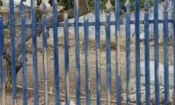 Imagem 6: Terreno para venda, Areão, Cuiabá