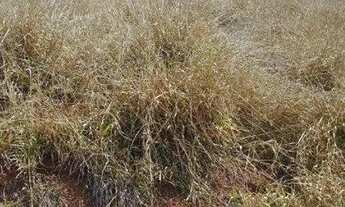 Imagem 7: Terreno à venda no Bairro do Rio Abaixo, na cidade de Tuiuti/SP