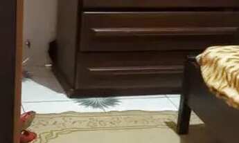 Imagem 4: Sobrado em Rua Paulo Freire - Anita Garibaldi - Guarulhos/SP