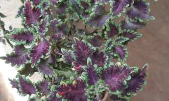 Imagem 3: Chácara Chácara com venda por R$100.000