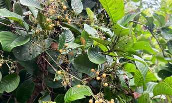 Imagem 3: SÍTIO 7 HECTARES PRÓXIMO A PRESIDENTE FIGUEIREDO - KM 82 - AREA FERTIL - OTIMA PRODUÇÃO