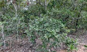 Imagem 7: OPORTUNIDADE DE INVESTIMENTO, FAZENDA DUPLA APTIDÃO X PECUARIA, ÁREA TOTAL 2100 HECTARES