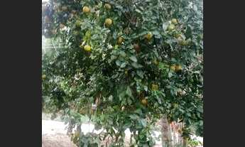 Imagem 5: Vendo grande terreno em Saquarema