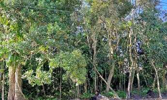 Imagem 6: Terreno em Boracéia