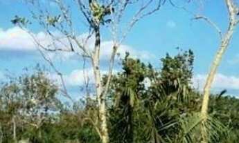 Imagem 5: Fazenda 930 Alq. (4.500 Há). Taipas do Tocantins. (Terra Bruta