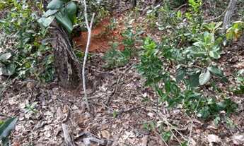Imagem 4: OPORTUNIDADE DE INVESTIMENTO, FAZENDA DUPLA APTIDÃO X PECUARIA, ÁREA TOTAL 2100 HECTARES