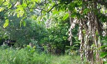 Imagem 4: Vendo maravilhoso sítio em Jaguaripe