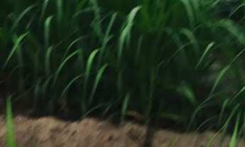 Imagem 4: VENDE-SE DUAS TAREFAS DE TERRA