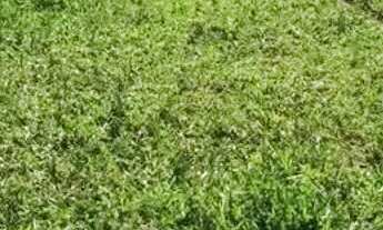 Imagem 5: Imóvel para venda tem 20000 metros quadrados em Registro - Taubaté - SP