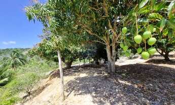 Imagem 6: TERRENO, FAZENDA, CHÁCARA, SÍTIO, ÁREA À VENDA NA BARRA DE SÃO MIGUEL COM 65.000,00m2 COM