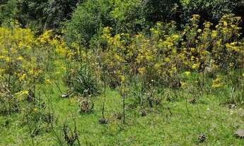Imagem 7: 51 hectares de campo sem benfeitorias