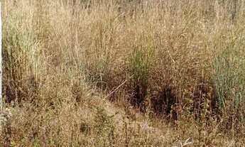 Imagem 5: Chácara para venda no Incra 9 - DF Boa Esperança