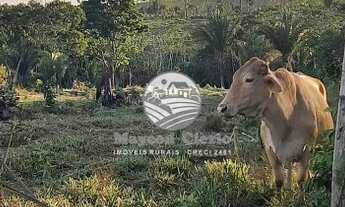 Imagem: Machadinho D x27 Oeste - Sítio - 17 Alqueires